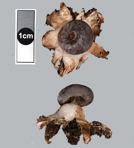 Geastrum pectinatum