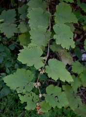 Rubus alceifolius