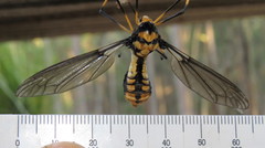 Leptotarsus imperatorius