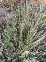 Artemisia pauciflora