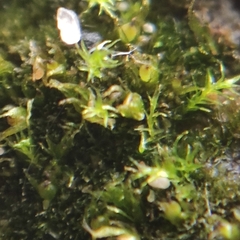 Ephemerum rutheanum
