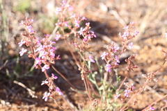 Stylidium leptophyllum