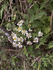 Aster baccharoides