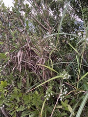 Aster baccharoides