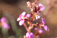 Stylidium leptophyllum