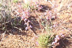 Stylidium leptophyllum