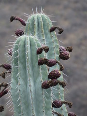 Pachycereus weberi