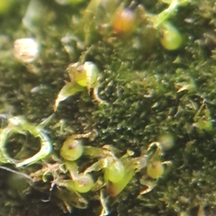 Ephemerum rutheanum