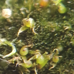 Ephemerum rutheanum
