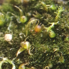Ephemerum rutheanum