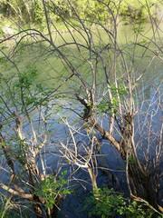Forestiera acuminata