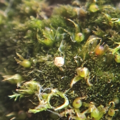 Ephemerum rutheanum