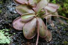 Pinguicula emarginata