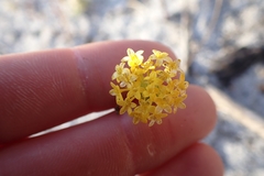 Podotheca chrysantha