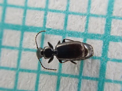 Microlestes maurus