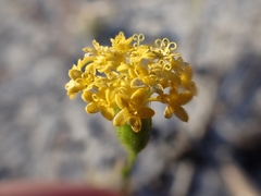 Podotheca chrysantha