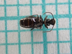 Microlestes maurus