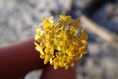 Podotheca chrysantha