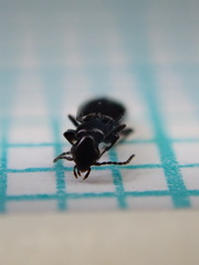 Microlestes maurus