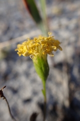 Podotheca chrysantha