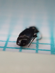 Microlestes maurus