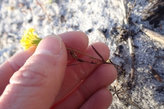 Podotheca chrysantha