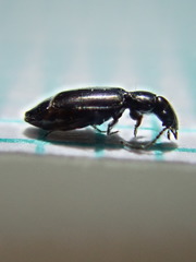 Microlestes maurus