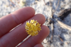 Podotheca chrysantha