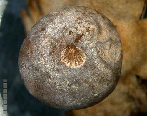 Geastrum pectinatum (Photo 2 of 2)