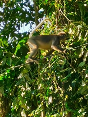 Trachypithecus obscurus