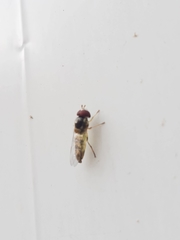 Diptera