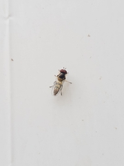 Diptera