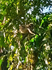 Trachypithecus obscurus