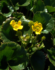 Ranunculus insignis