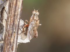 Salticella fasciata