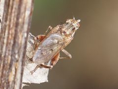 Salticella fasciata
