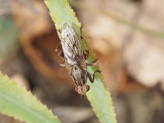 Salticella fasciata