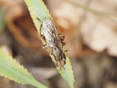 Salticella fasciata
