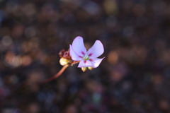 Drosera spilos