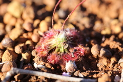 Drosera spilos