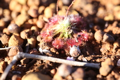 Drosera spilos