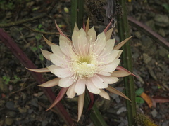 Selenicereus spinulosus