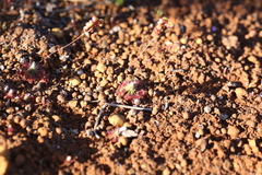 Drosera spilos