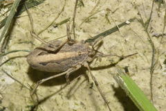 Odiellus troguloides