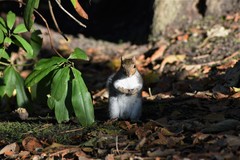 Sciurus carolinensis