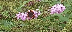 Vanessa atalanta