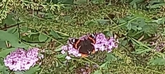 Vanessa atalanta
