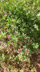 Lotus cruentus