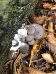 Pleurotus ostreatus