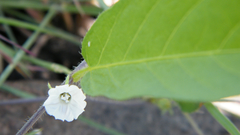 Ipomoea coscinosperma